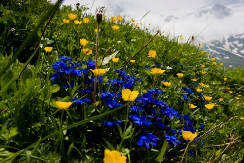 significato fiori genziana