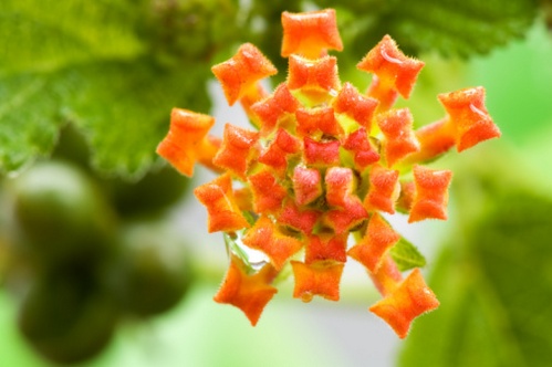 lantana camara