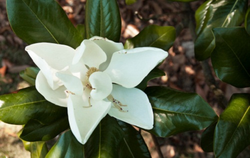 magnolia cure estive