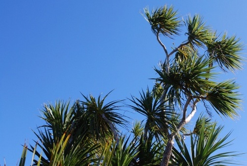 cordyline