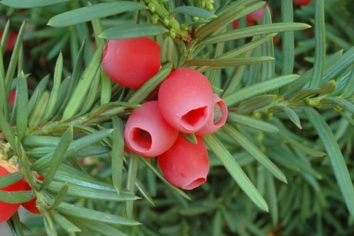 taxus baccata