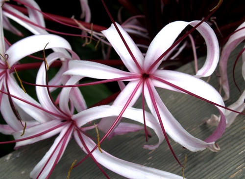 crinum