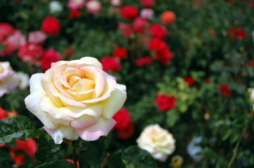 Lavori di giugno: la cura delle rose