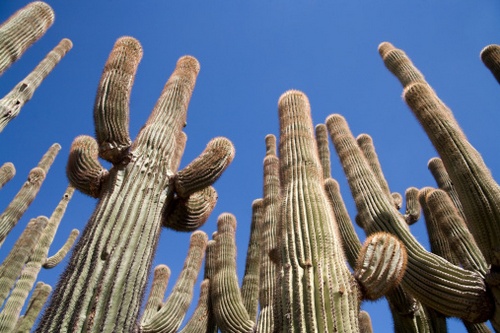 Saguaro, un gigante tra le piante grasse