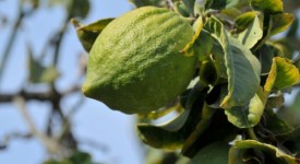 significato fiori cedro