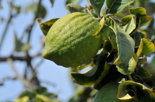 significato fiori cedro