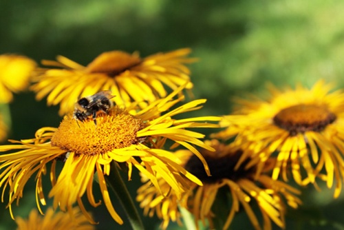 inula