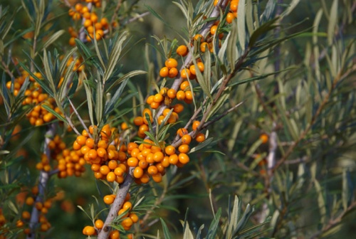 Olivello, pianta da siepe