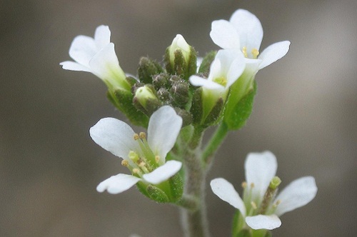 arabetta fioritura estiva