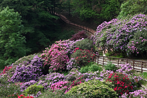 rododendri oasi zegna