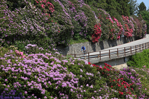 rododendri oasi zegna