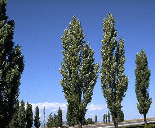 Populus nigra “Italica”