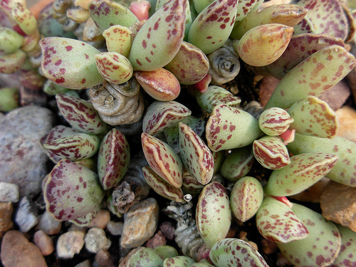 adromischus