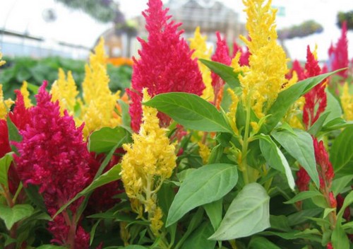 celosia plumosa fiori secchi