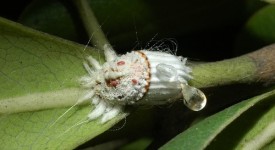 cicciniglia cotonosa