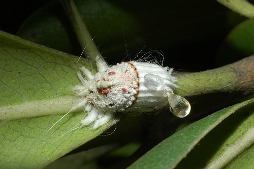 cicciniglia cotonosa