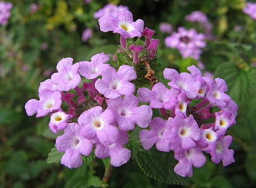 lantana sellowiana