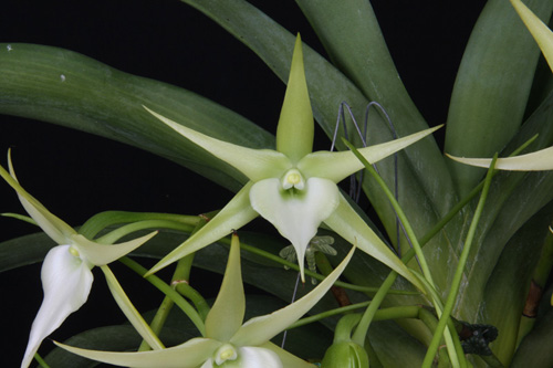 L'orchidea Angrecum