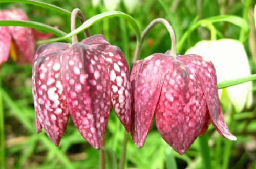 significato fiori fritillaria