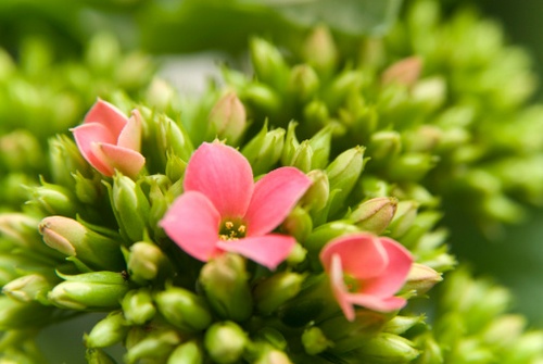 kalanchoe