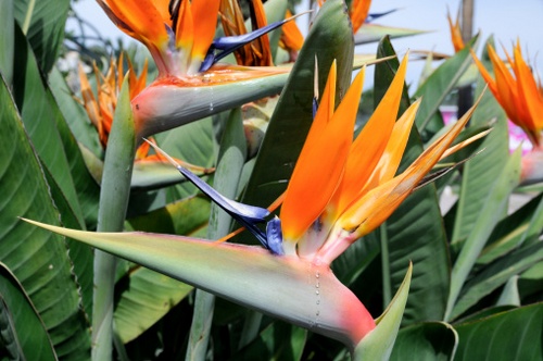 strelitzia