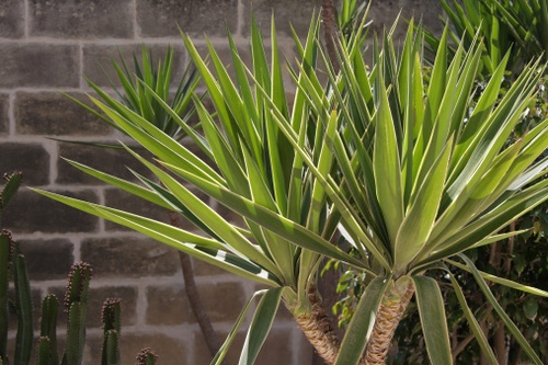 Yucca Con Foglie Gialle E Secche Cosa Fare Pollicegreen