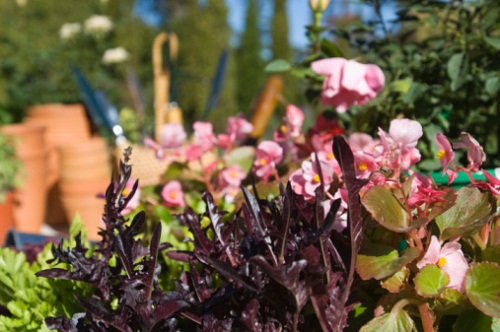 lavori luglio giardino arbusti