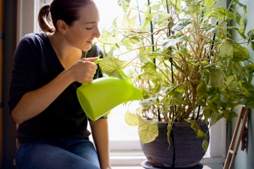 irrigare modo giusto piante vaso