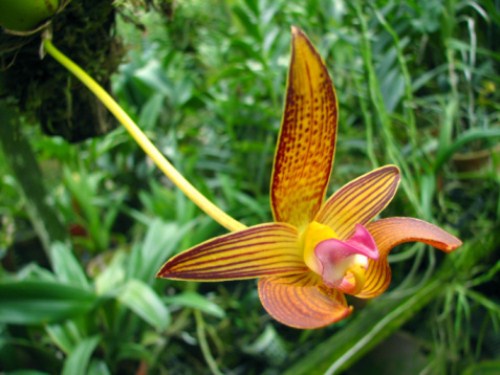 Le orchidee Bulbophyllum