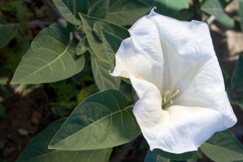 datura