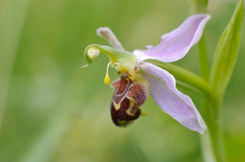orchidee forma insetto genere ophrys
