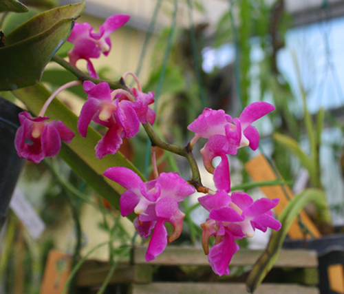 L'orchidea Erides 