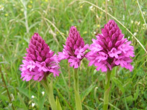 anacamptis