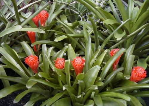 Billbergia, varietà e cure