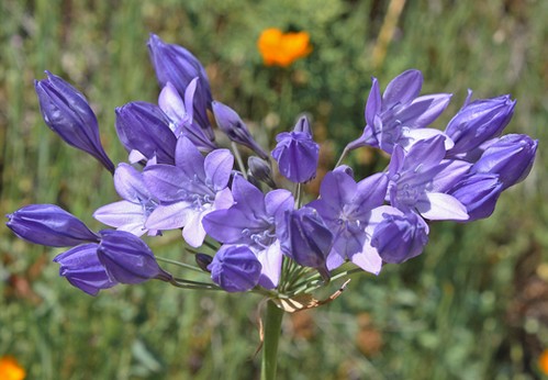 brodiaea laxa