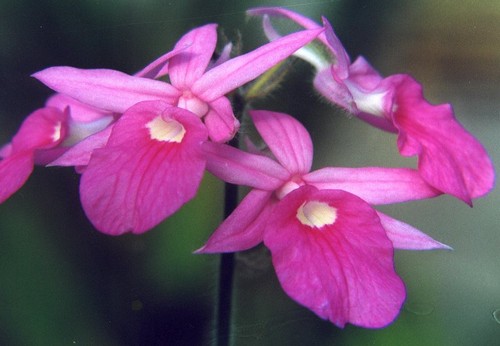 L'orchidea Calanthe