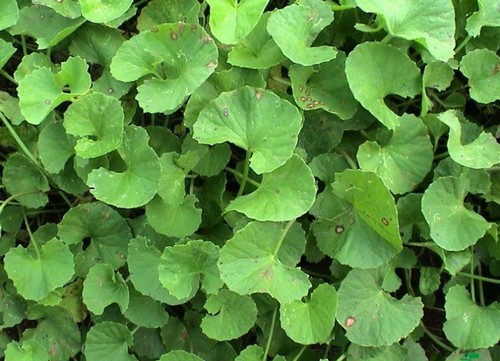 centella