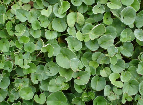 dichondra repens