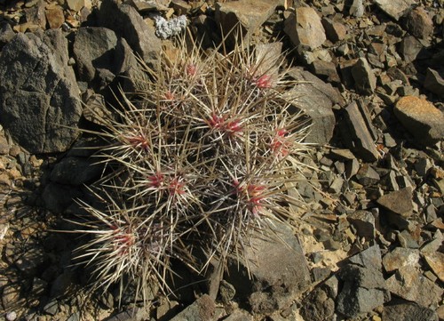 echinocereo marittimo