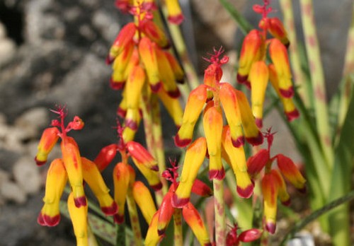 lachenalia