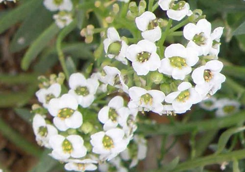 lobularia