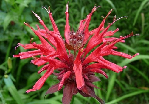 monarda