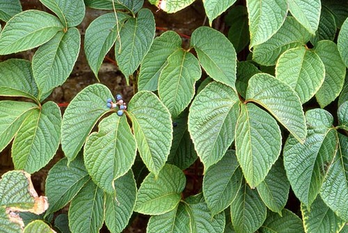 parthenocissus