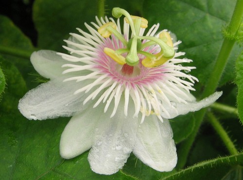 passiflora foetida