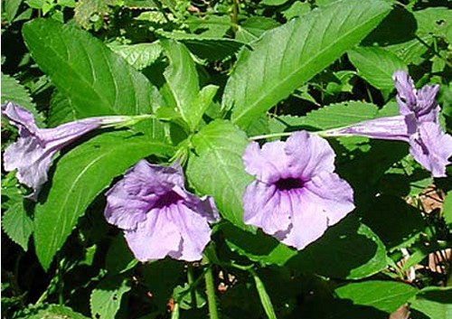 ruellia