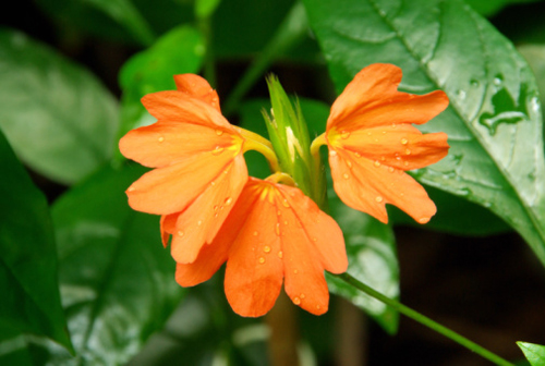 Crossandra