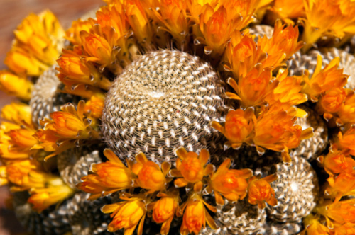 Rebutia