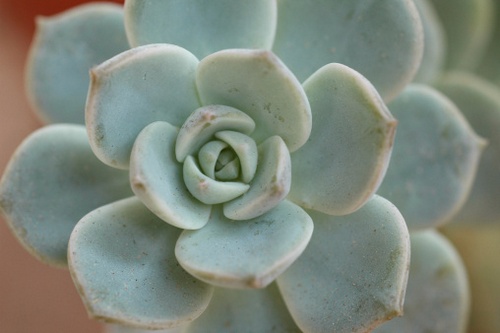 echeveria