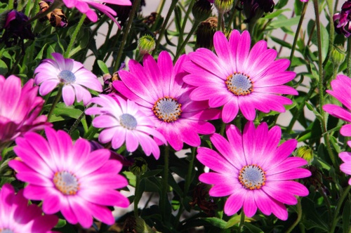 osteospermum