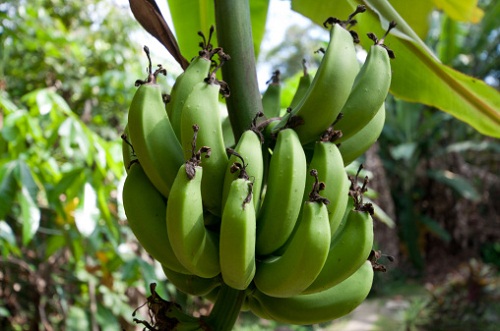 coltivazioni estive provate banane